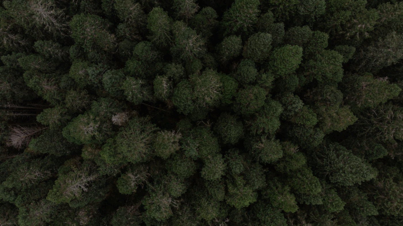 Creature macro close-up